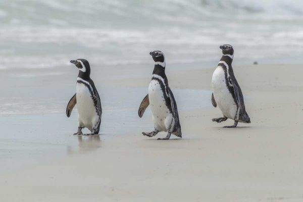 East Falkland Magellanic penguins on beach